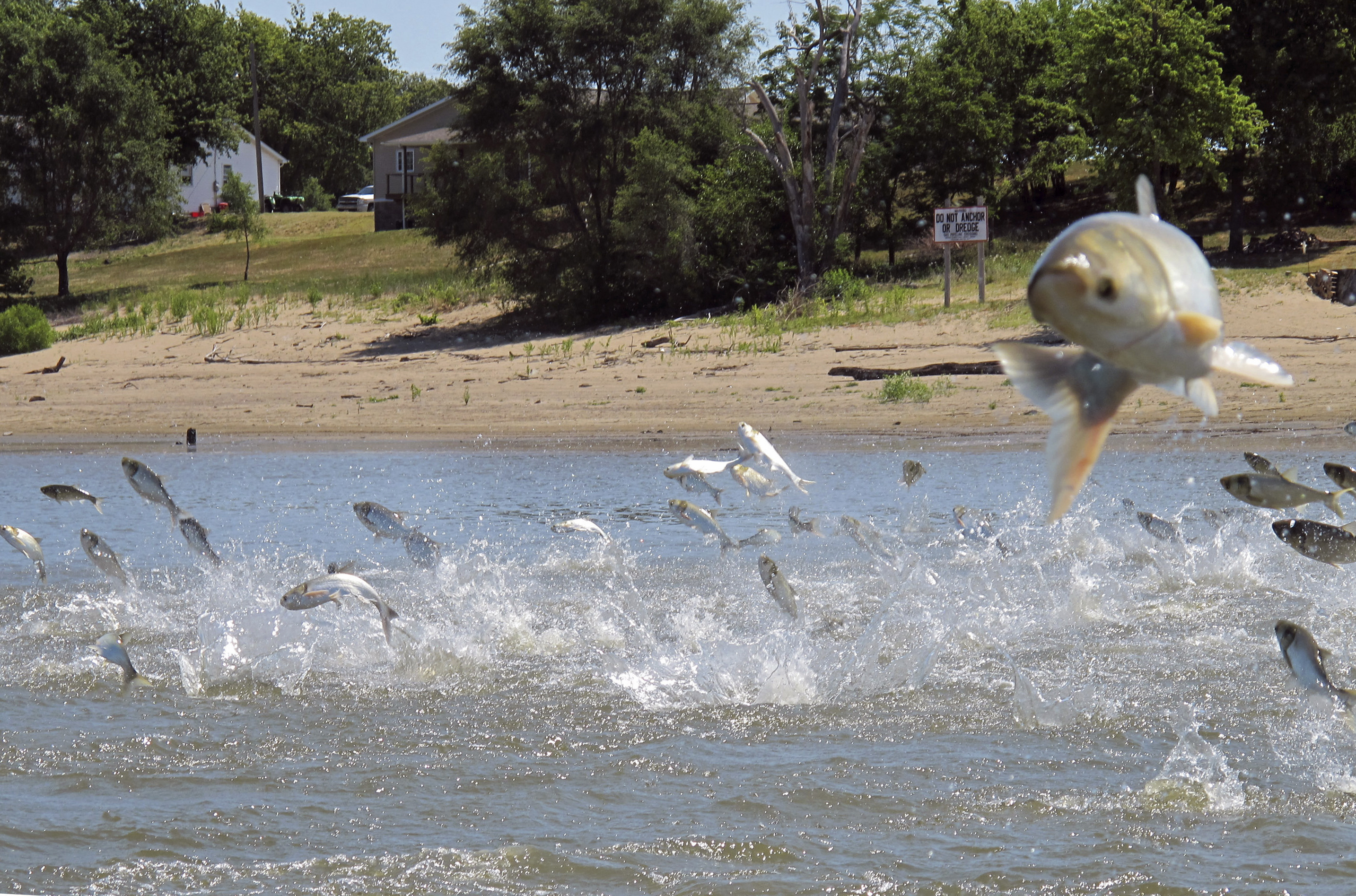 Bergman says invasive carp are a danger to Michigan